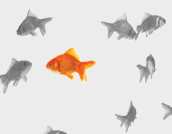 Graphics Design
